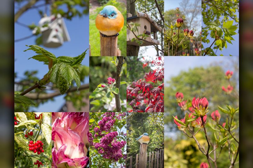 Spring Photos - buds flowers birdhouse