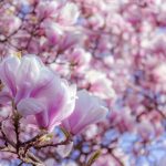Free Magnolia Blossoms Photo