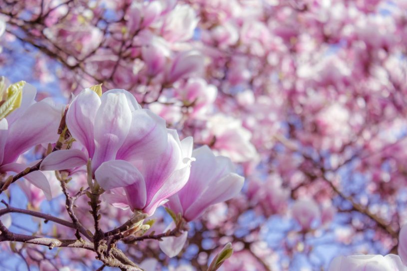 Free Magnolia Blossoms Photo