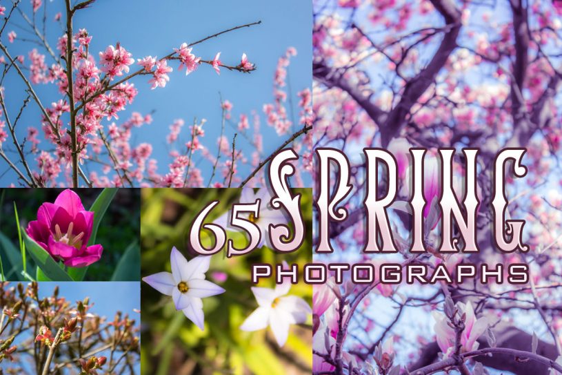 Spring Blossom Photos