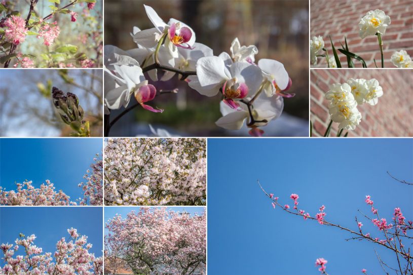 Spring Blossom Photos