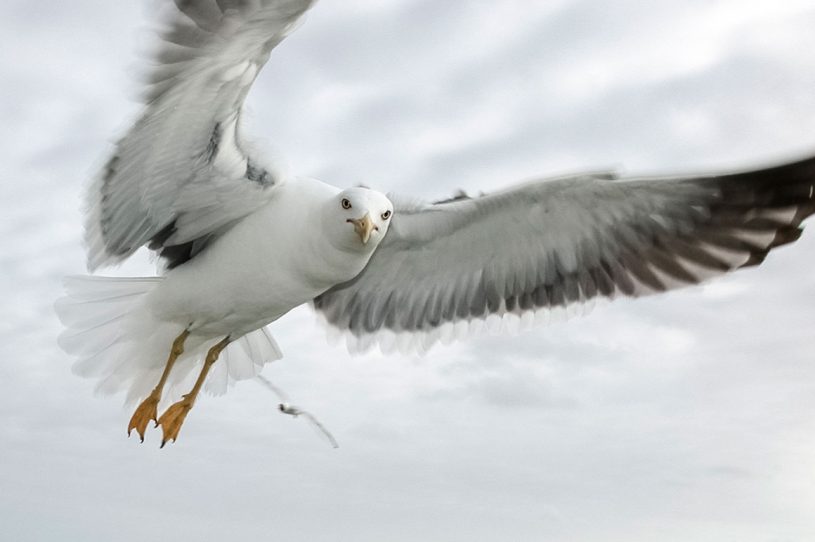 FreshDesignElements Seagull in Flight - Royalty Free Photo